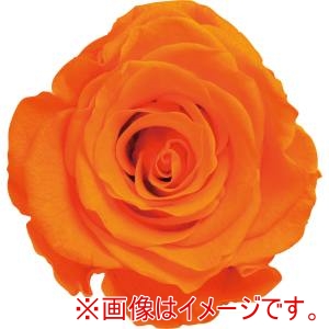 アムール・デ・フルール アムール・デ・フルール ヴェルメイユ アイネス オレンジ 8輪 PR630-72