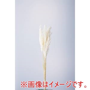 大地農園 大地農園 プルームリード ヤク5ホン シロ