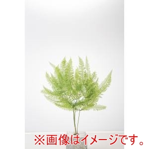 大地農園 大地農園 山シダ ヤク10枚 スプ輪ググリーン
