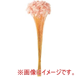 松村工芸 松村工芸 スターフラワー ブロッサム ツー ヤク18g イチゴミルク 76-30198-915