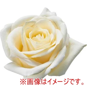 ユーローエアロゾル ユーローエアロゾル スプリングデコスプレー 400ml #020 ソフトホワイト 花 カラースプレー